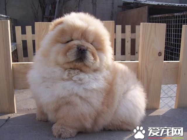 中国本土宠物狗