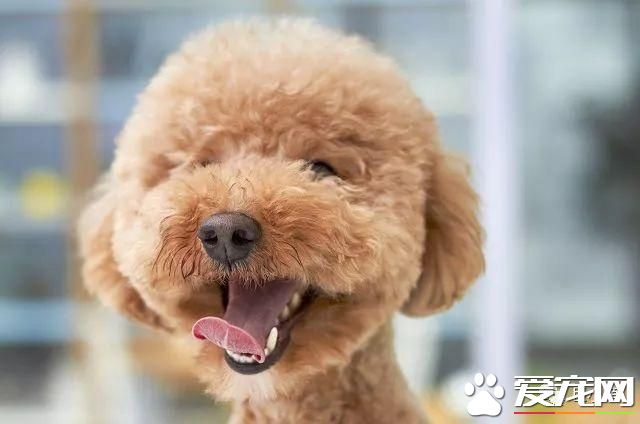 什么狗是理想的家庭犬？哈士奇并不算