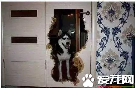 什么狗是理想的家庭犬？哈士奇并不算
