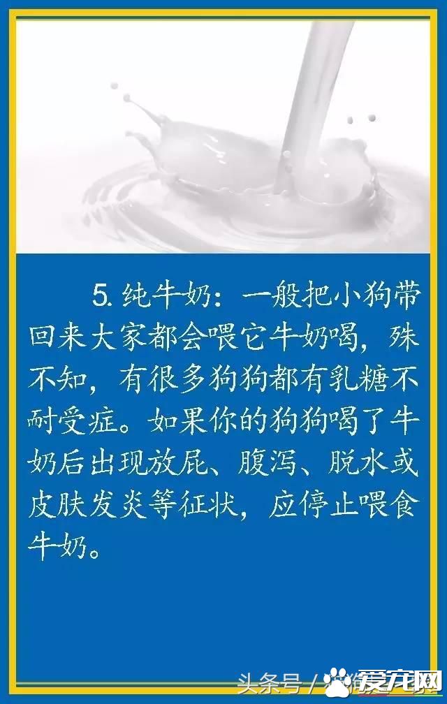 宠物狗的饮食禁忌