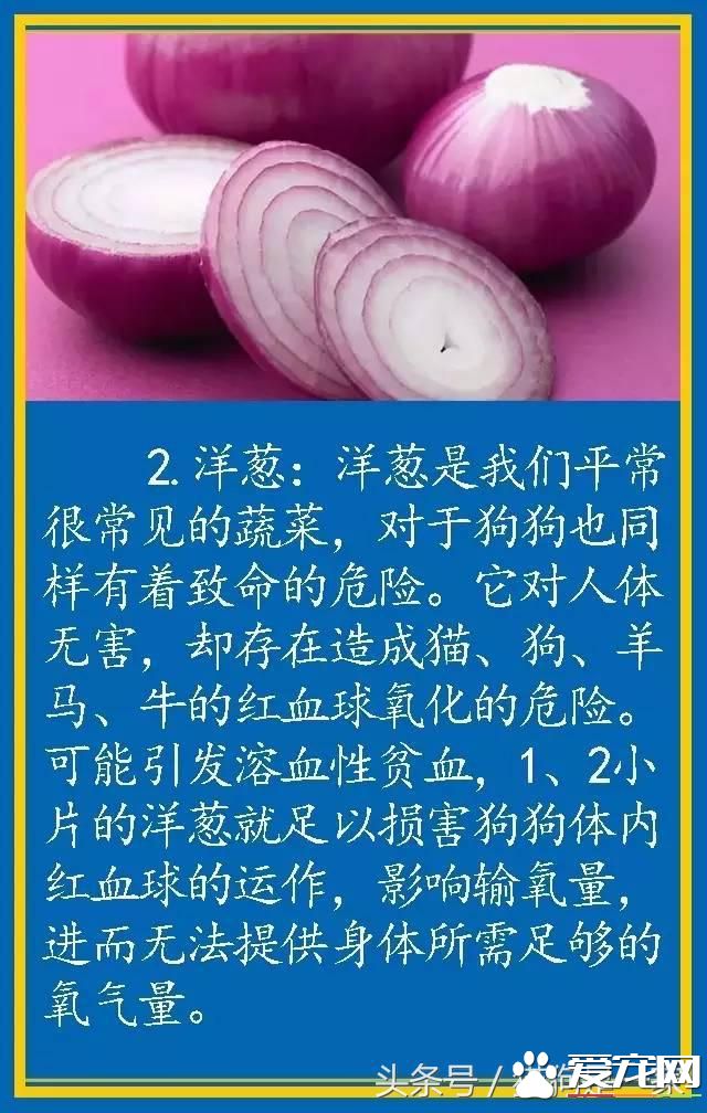 宠物狗的饮食禁忌