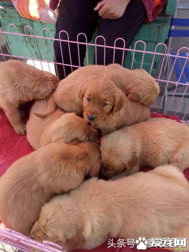 农村狗市最受欢迎的四种狗，1000元一只不嫌贵，好多人不讲价抱走