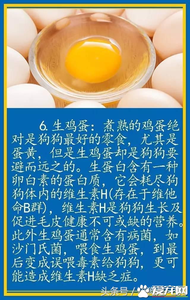 宠物狗的饮食禁忌