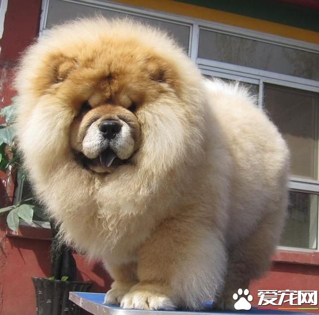 中国本土宠物狗