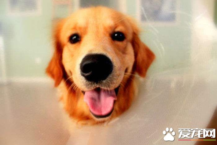 2018年中国宠物行业市场将破2000亿元