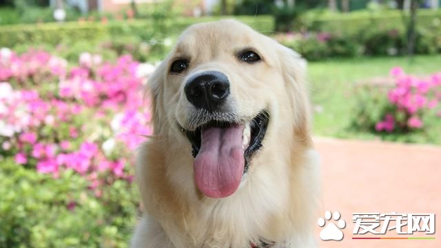 夏天应该给宠物狗狗剃毛吗?铲屎官们给狗狗散热的方式做对了吗?