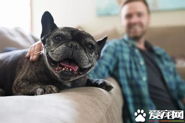 什么狗是理想的家庭犬？哈士奇并不算