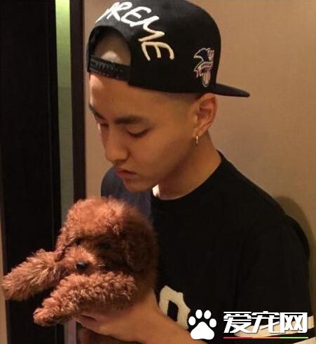 盘点明星们养的狗狗们,往往爱狗的人运气都不差,你喜欢那只呢?