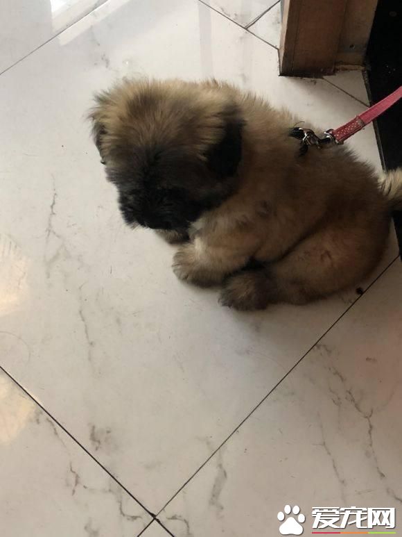 流浪狗狗可怜巴巴的看着宠物狗狗有人疼，女孩看到背影流下了眼泪