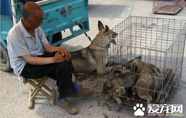 农村狗市最受欢迎的四种狗，1000元一只不嫌贵，好多人不讲价抱走