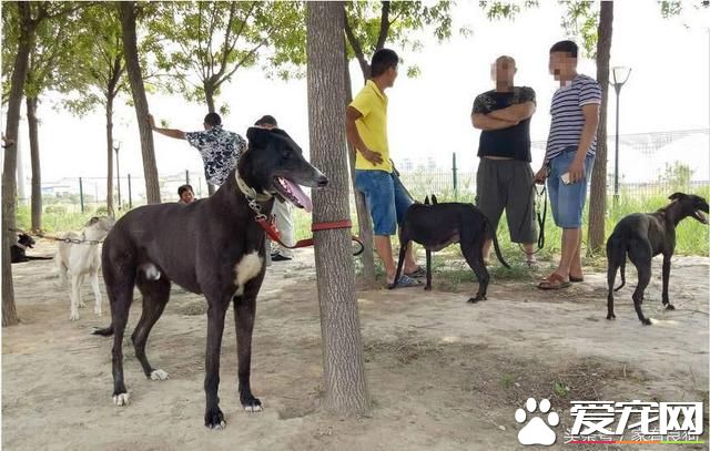 农村狗市最受欢迎的四种狗，1000元一只不嫌贵，好多人不讲价抱走