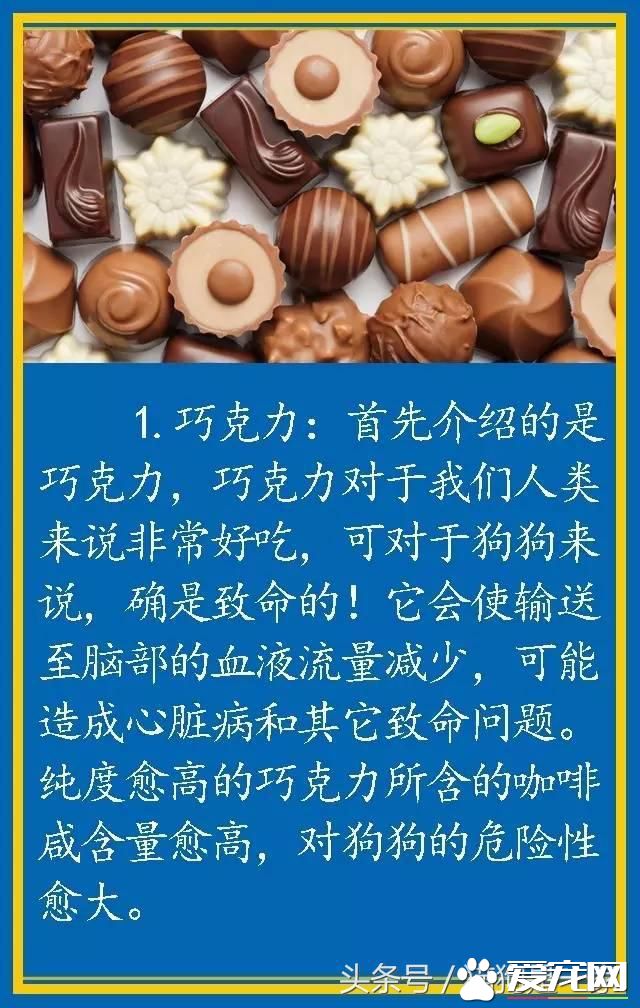 宠物狗的饮食禁忌