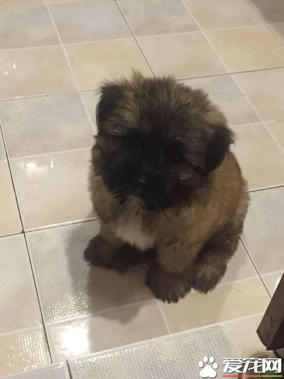 流浪狗狗可怜巴巴的看着宠物狗狗有人疼，女孩看到背影流下了眼泪