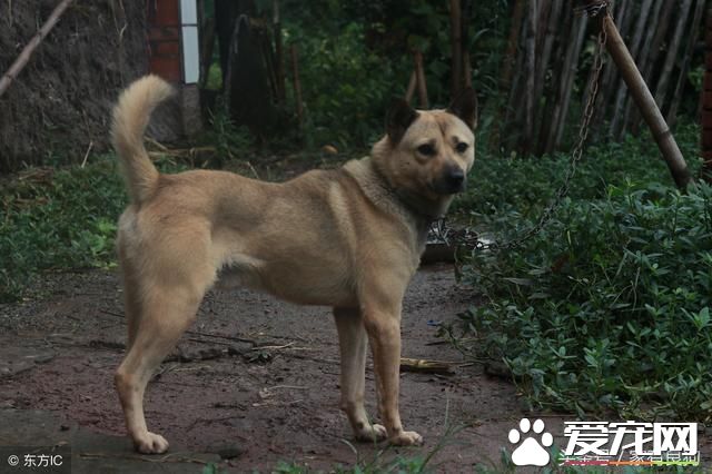 农村狗市最受欢迎的四种狗，1000元一只不嫌贵，好多人不讲价抱走