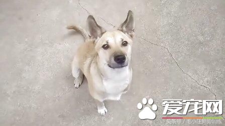 农村里的土狗不招待见,是因为不聪明不好看吗?