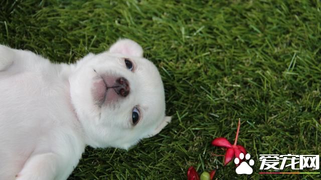 夏天应该给宠物狗狗剃毛吗?铲屎官们给狗狗散热的方式做对了吗?