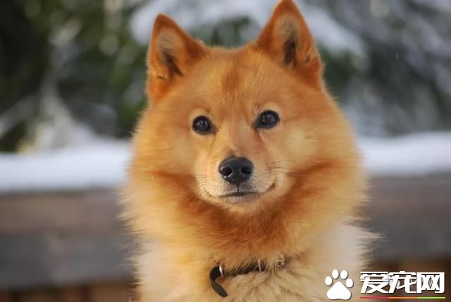什么狗是理想的家庭犬？哈士奇并不算