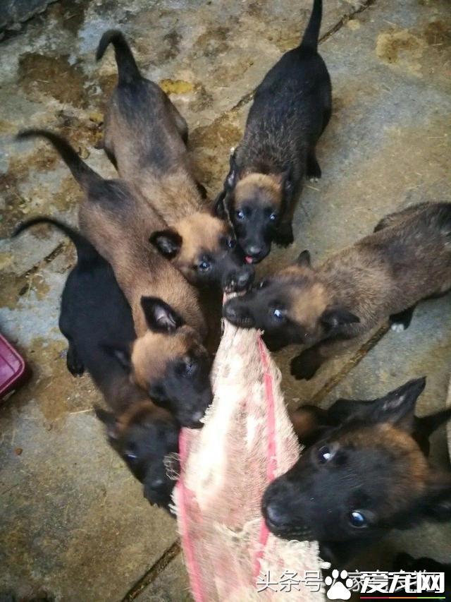 农村狗市最受欢迎的四种狗，1000元一只不嫌贵，好多人不讲价抱走