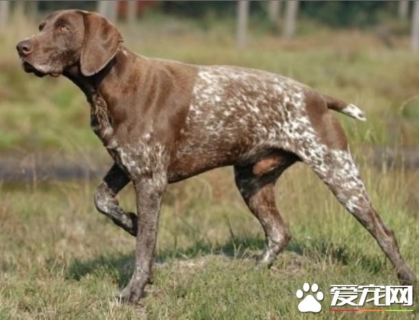 狗狗智商排行榜,你家狗狗排第几?