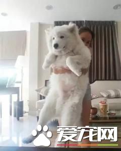 如果你的狗狗也是“佛系狗狗”....