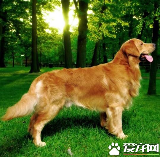 狗狗智商排行榜,你家狗狗排第几?