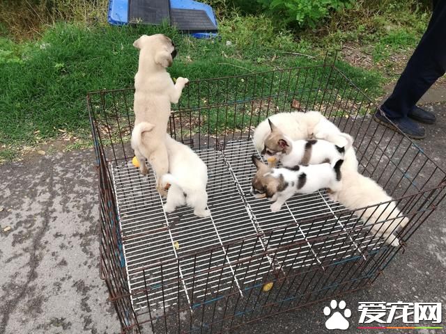 德州宠物大集场走一圈，谁能告诉最后图片中狗是什么品种？