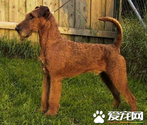 狗狗智商排行榜,你家狗狗排第几?