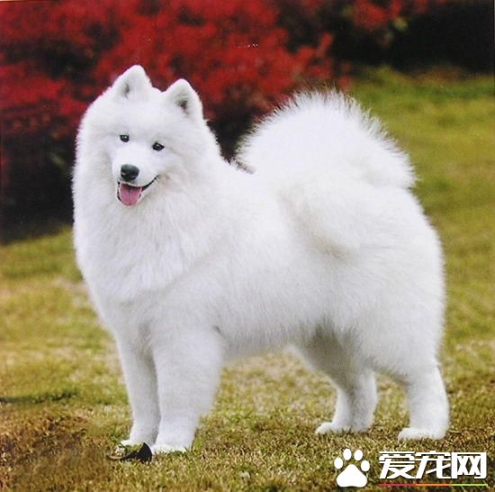 狗狗智商排行榜,你家狗狗排第几?