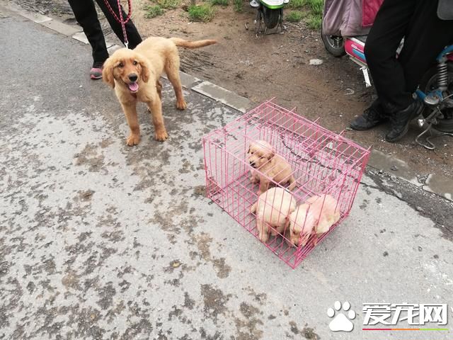 德州宠物大集场走一圈，谁能告诉最后图片中狗是什么品种？