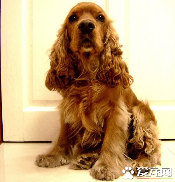 狗狗智商排行榜,你家狗狗排第几?