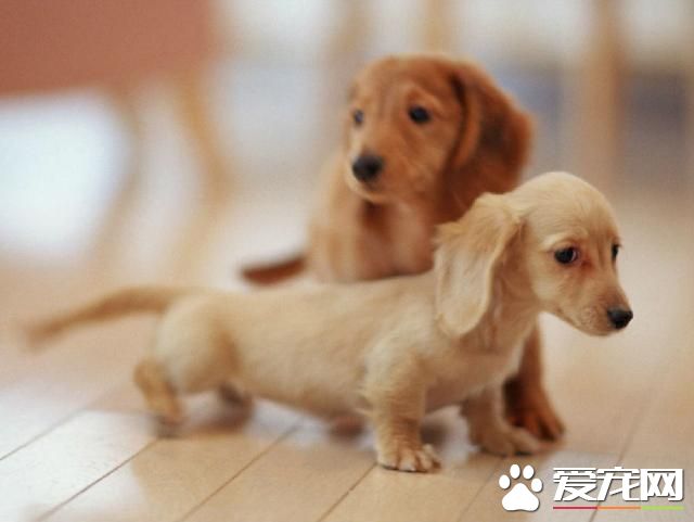 狗狗智商排行榜,你家狗狗排第几?