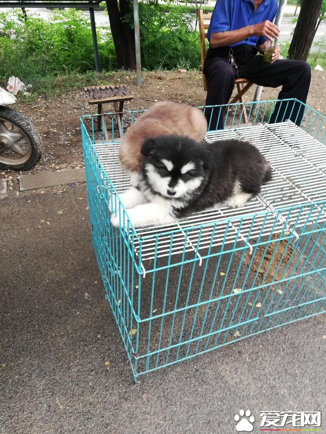 德州宠物大集场走一圈，谁能告诉最后图片中狗是什么品种？