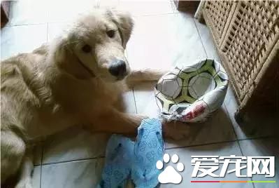 如果你的狗狗也是“佛系狗狗”....