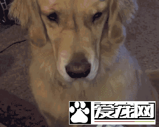 如果你的狗狗也是“佛系狗狗”....