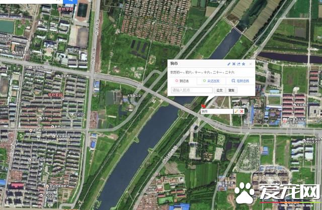 德州宠物大集场走一圈，谁能告诉最后图片中狗是什么品种？