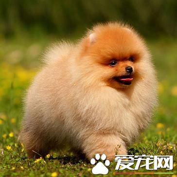 狗狗智商排行榜,你家狗狗排第几?