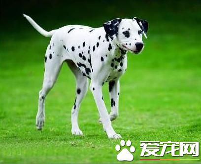 狗狗智商排行榜,你家狗狗排第几?