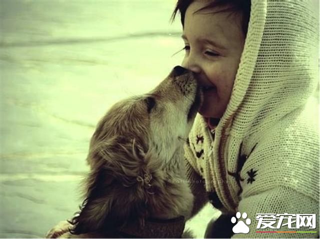 为什么养狗狗,养狗狗有好处?