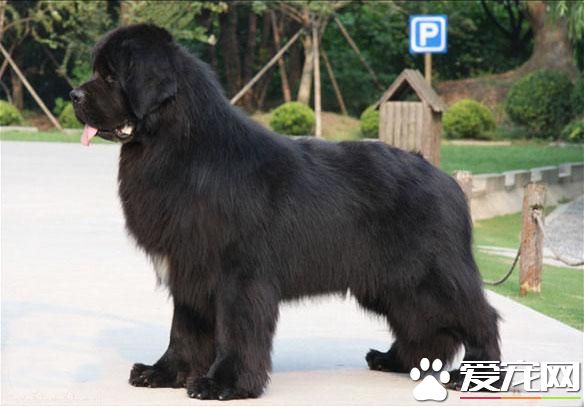 狗狗智商排行榜,你家狗狗排第几?