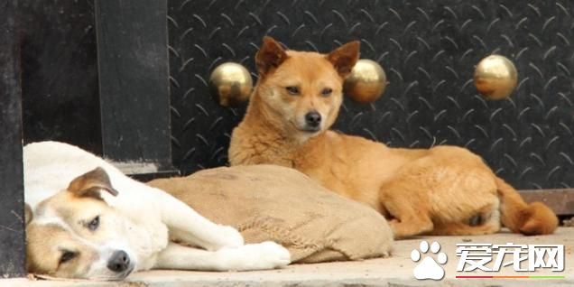 狗狗乱扑人?狗狗人来疯?狗狗兴奋不受控制?改正其实很简单!