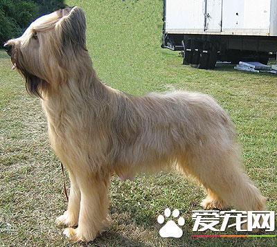 狗狗智商排行榜,你家狗狗排第几?