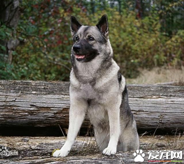 狗狗智商排行榜,你家狗狗排第几?