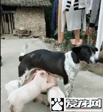 小猪把狗狗当妈妈，抢着喝狗狗的奶，狗狗都无法拒绝！