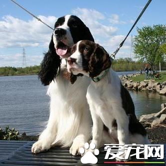 狗狗智商排行榜,你家狗狗排第几?