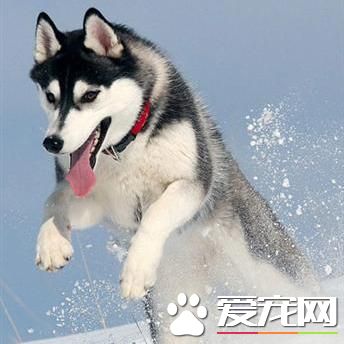 狗狗智商排行榜,你家狗狗排第几?