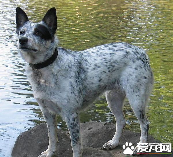 狗狗智商排行榜,你家狗狗排第几?