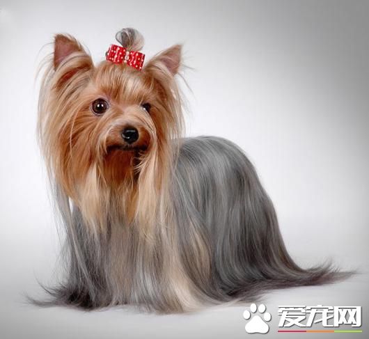 狗狗智商排行榜,你家狗狗排第几?