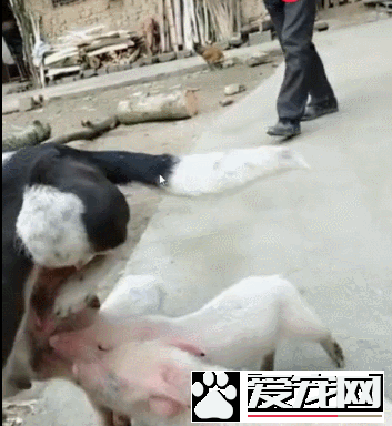 小猪把狗狗当妈妈，抢着喝狗狗的奶，狗狗都无法拒绝！