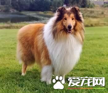 狗狗智商排行榜,你家狗狗排第几?