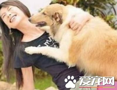 狗狗乱扑人?狗狗人来疯?狗狗兴奋不受控制?改正其实很简单!